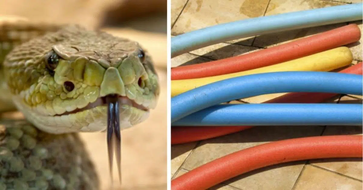 Fire Department Warns Pool Owners About Snakes Living Inside Of Pool Noodles