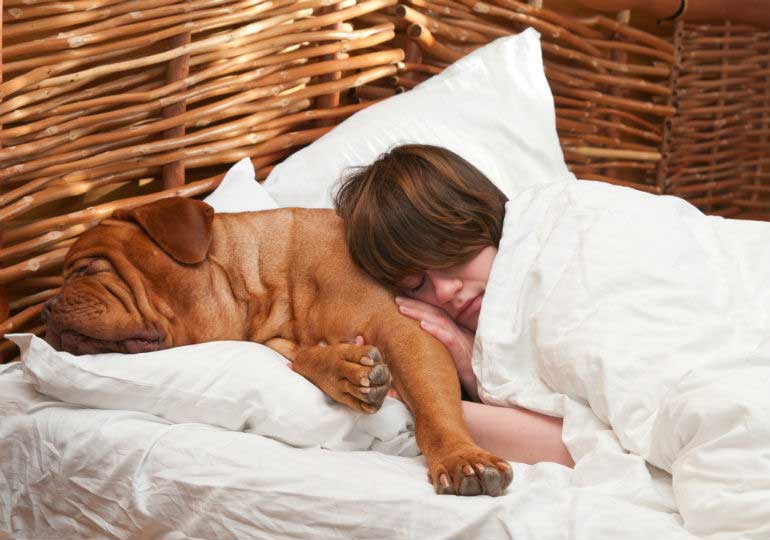 5 Great Reasons To Let Your Dog Sleep In Bed With You - Go Viral!