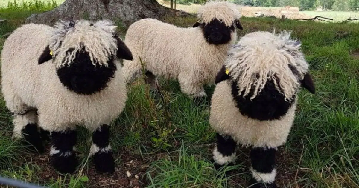 Blacknose Sheep Look Like Live Stuffed Animals, And I Think I Need One