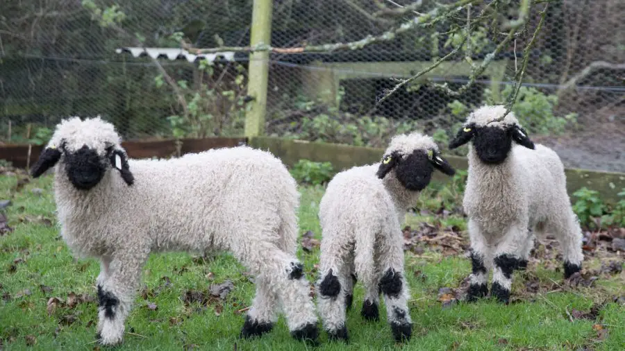 Blacknose Sheep Look Like Live Stuffed Animals, And I Think I Need One