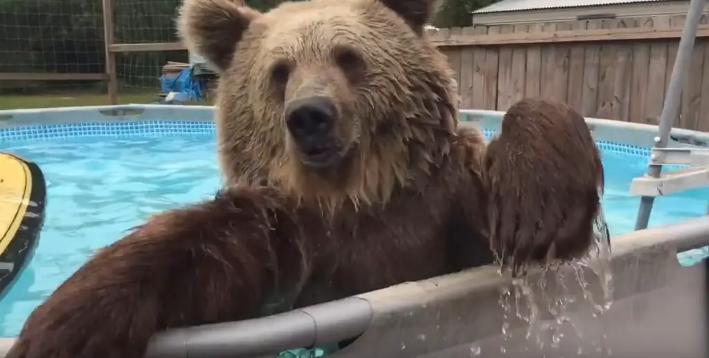 El juguetón oso grizzly se tira de panza en la piscina antes de mostrarle a la cámara una gran sonrisa - Go-Viral.com: