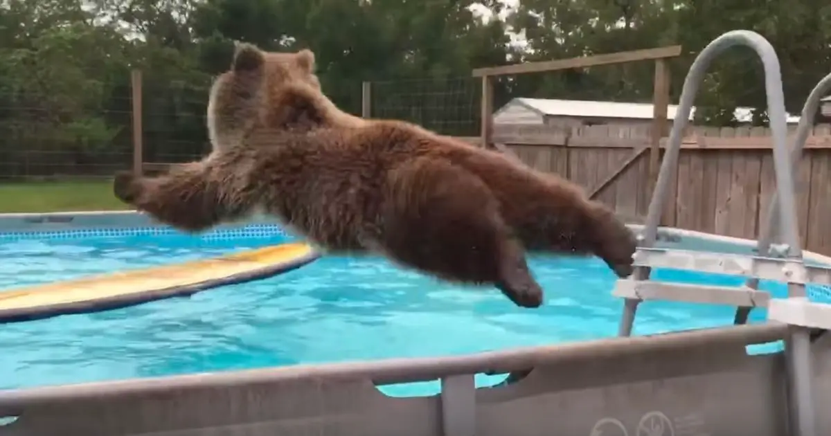 Playful Grizzly Bear Does Belly Flop Into Swimming Pool Before Flashing