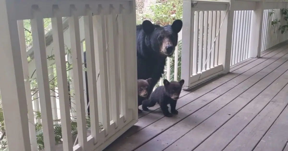 Mama Bear Who Visits Man’s Home Regularly Brings Her Cubs