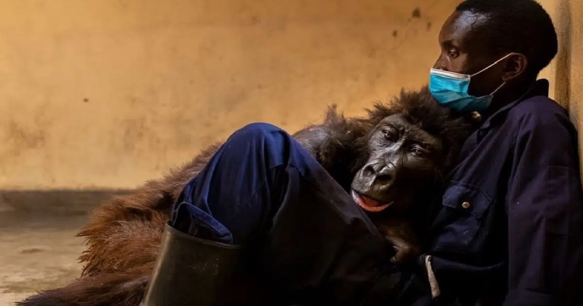 Sick Gorilla Dies in the Arms of a Man Who Rescued and Raised Her