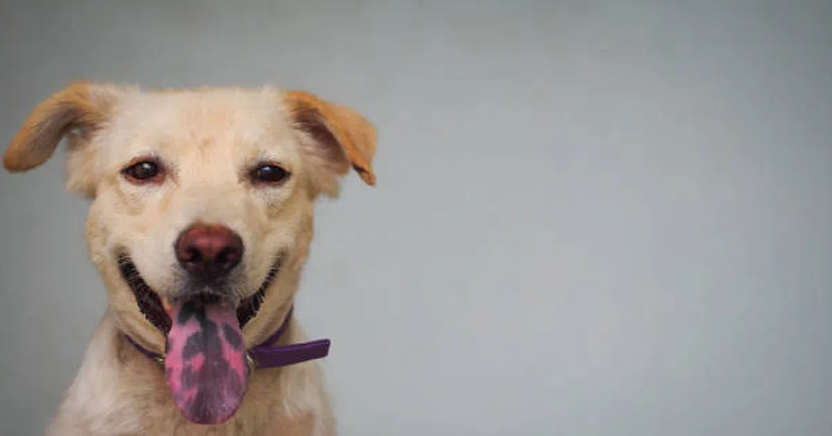 This Is What a Black Spot on Your Dog’s Tongue Means