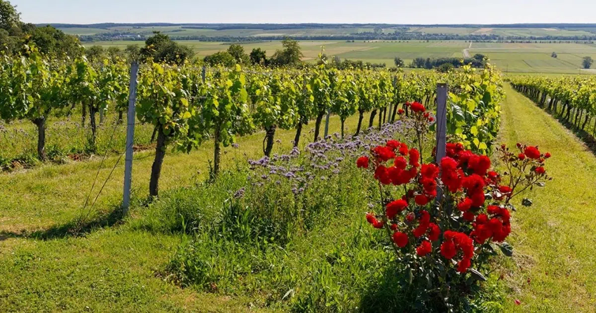 Why People Plant Roses at the End of Vine Rows