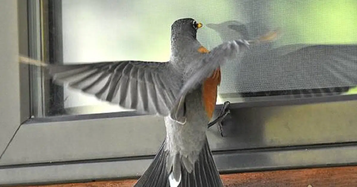 This is Why Birds Peck at Your Windows and Mirrors