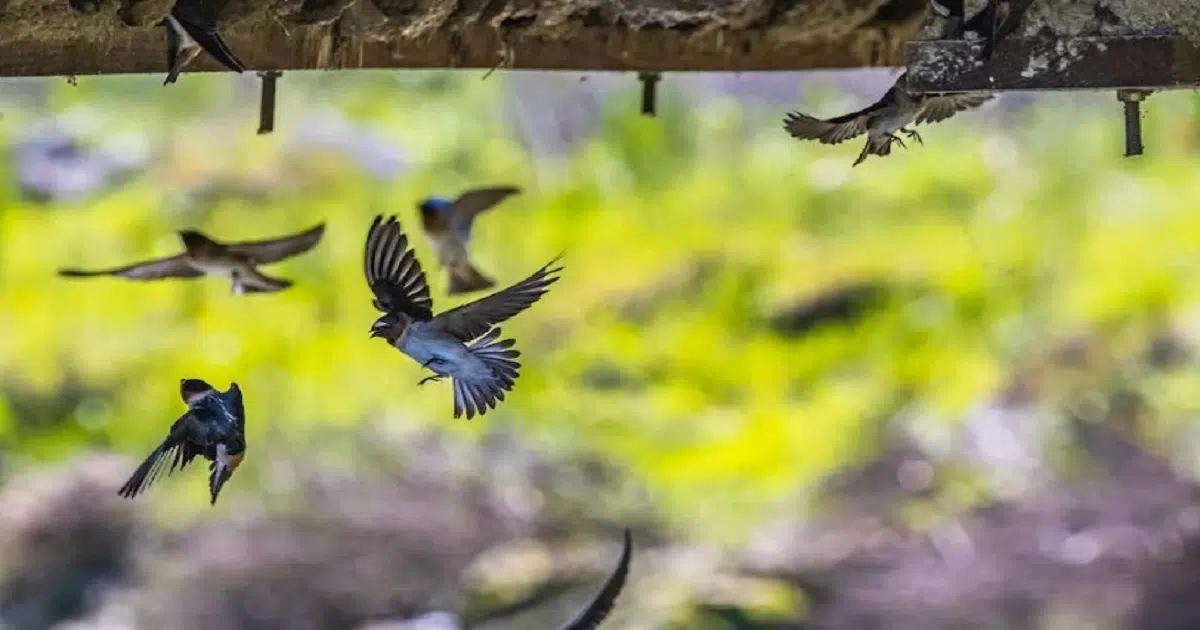 Birds Flying Low: This Is What It Means.