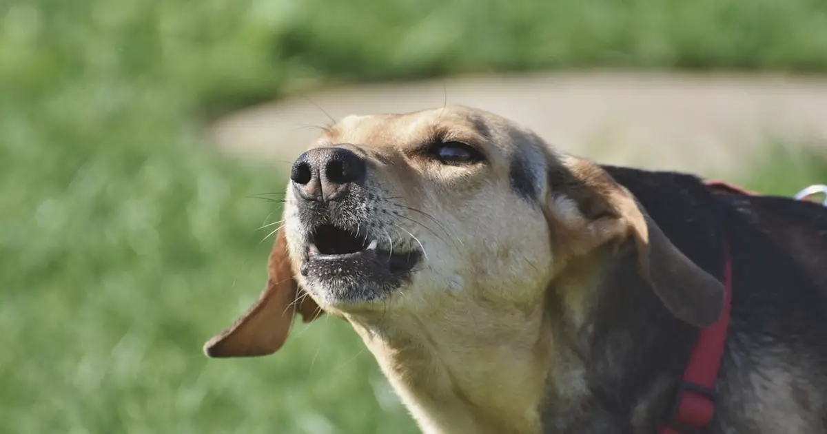 dog barking