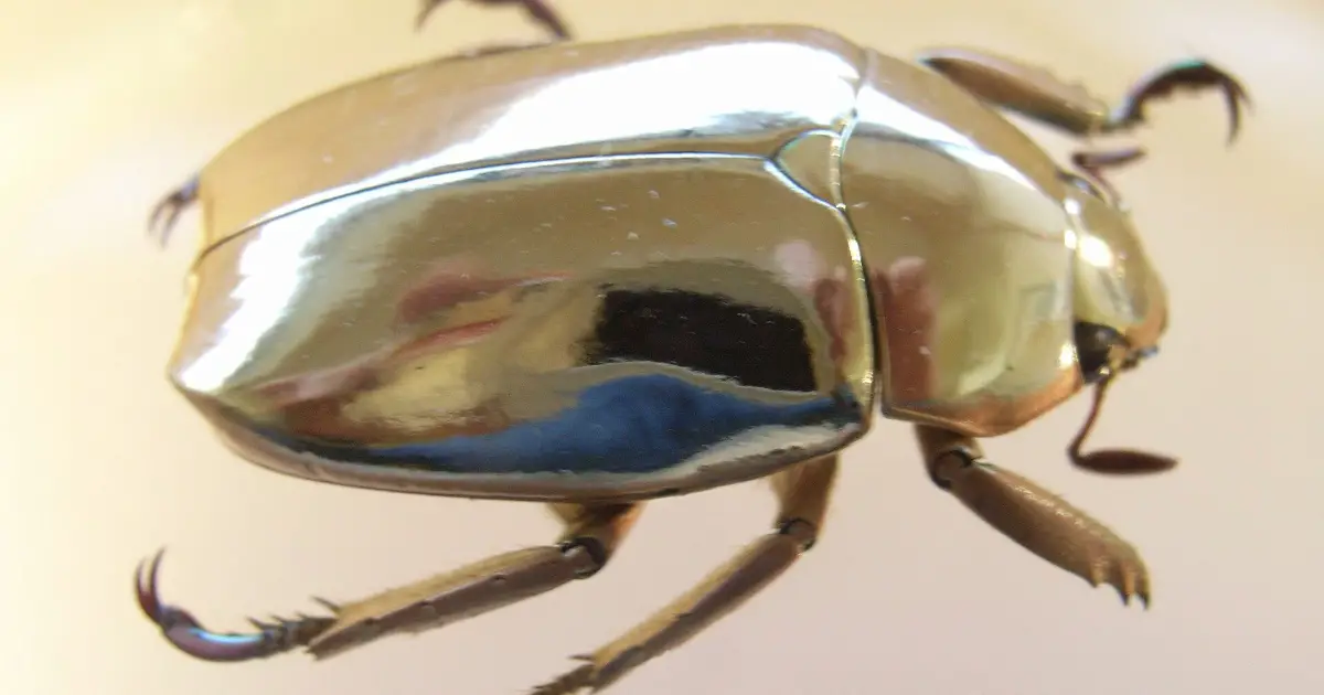 Chrysina limbata