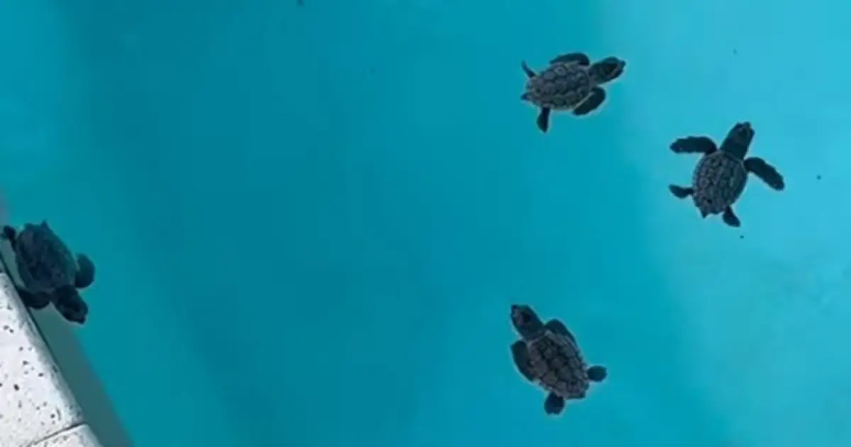 turtles