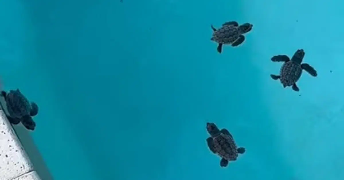 64 Tiny Sea Turtles Took Over a Florida Family’s Pool Overnight