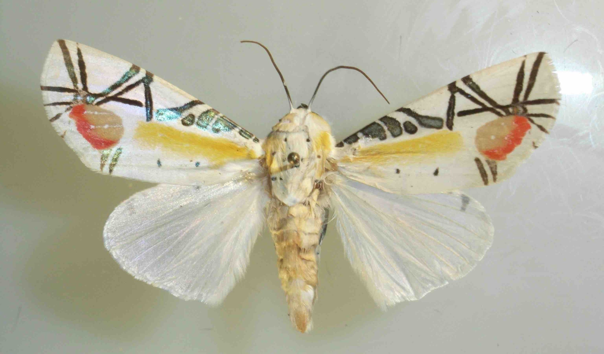 picasso moth