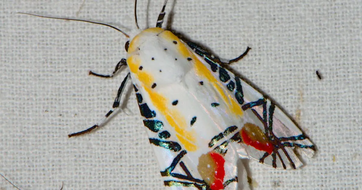 picasso moth