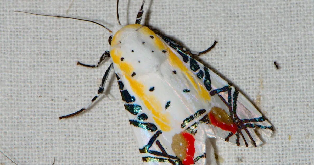 The Strange and Beautiful Moth That Looks Like a Painting