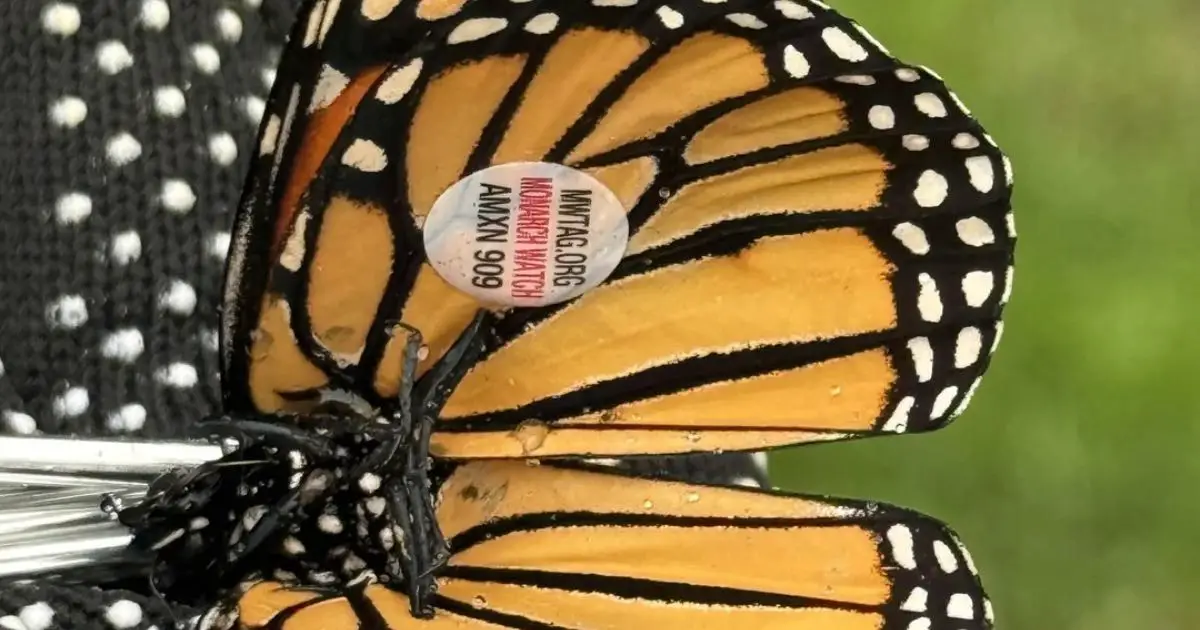 tagged monarch