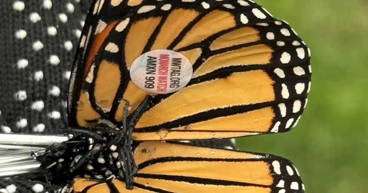 What’s the Reason Some Monarchs Are Tagged?